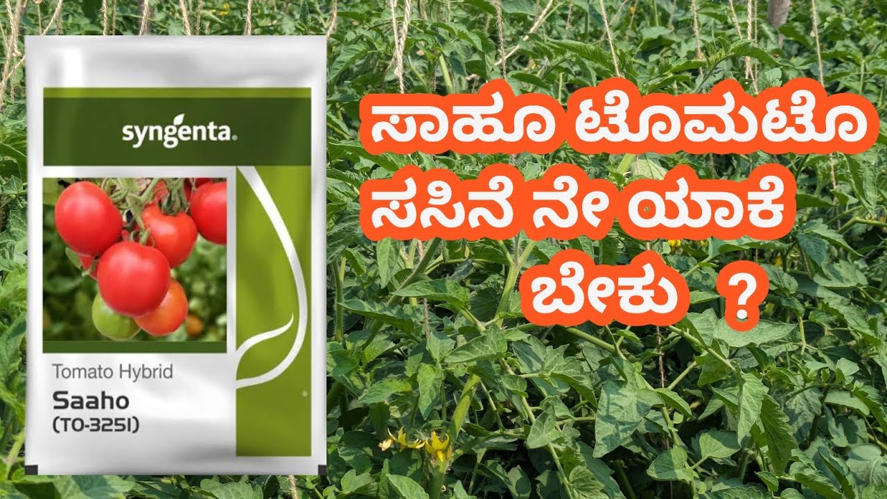 ಸಾಹೂ ಸಸಿ ನೇ ಯಾಕೆ ಬೇಕು? ಗೊತ್ತಾದ ಮಾಹಿತಿ ಅದ್ಭುತವನ್ನು ಸೂಚಿಸುವುದು