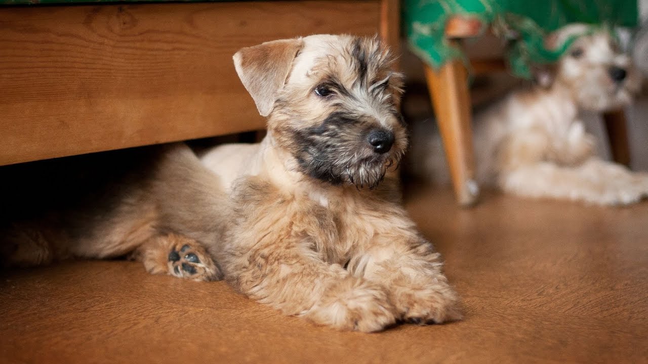 How to Train a Soft Coated Wheaten Terrier