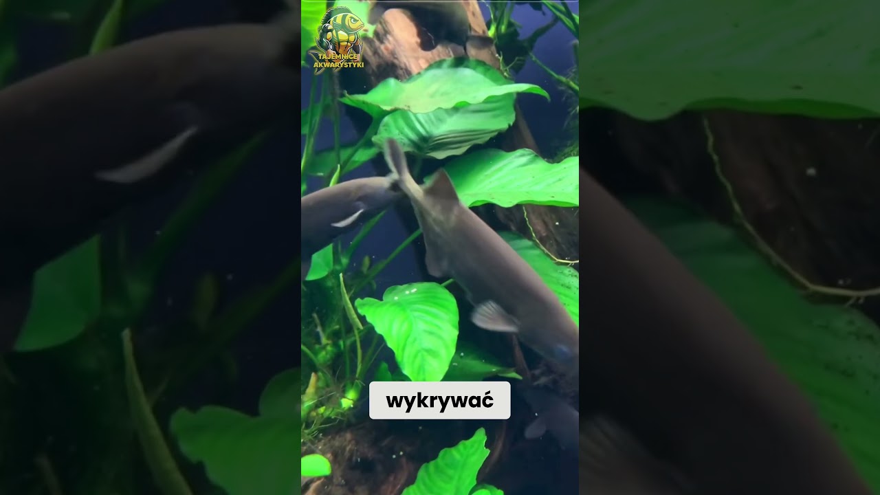MRUK PETERSA TO RYBA Z TRĄBĄ!
