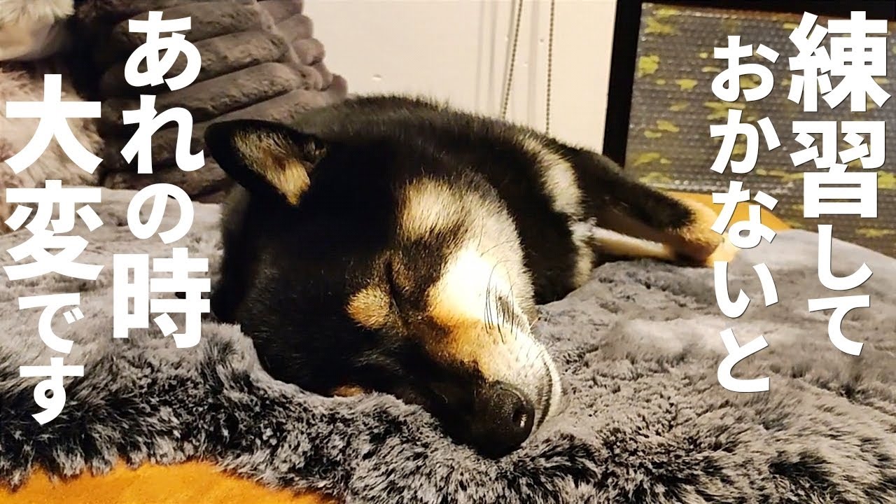 柴犬を初めてお迎えしてからこれはやっておいて良かったなと思った事。【黒柴犬】【shiba inu】【豆柴】【犬の躾】