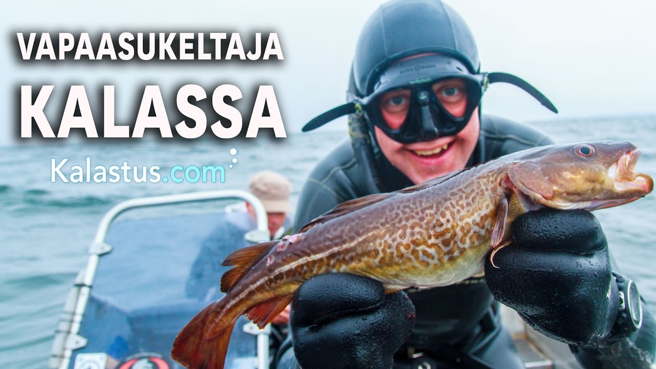 Sukelluskalastajan kyydissä merellä - Hangossa kisoissa