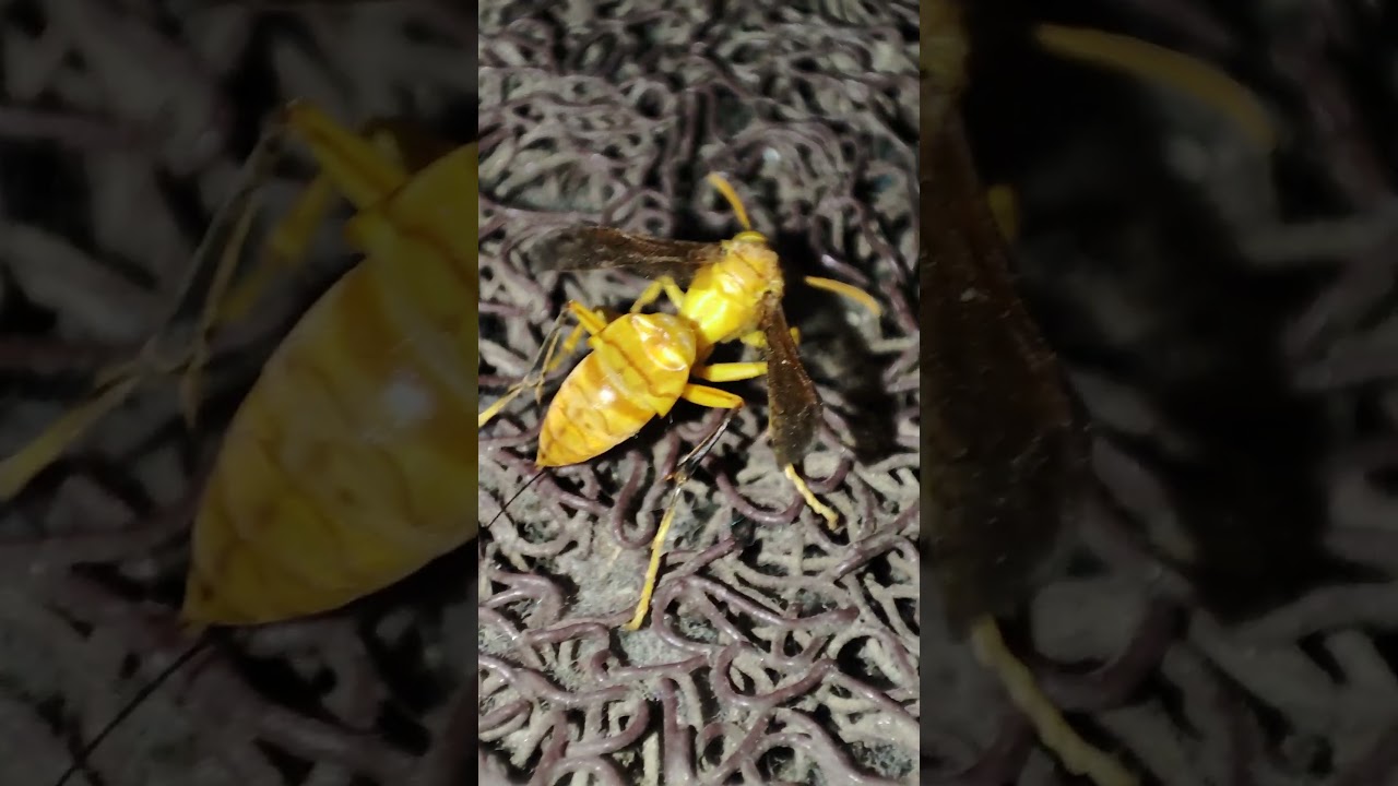 Yellow Hornet #macrophotography #insects #nature