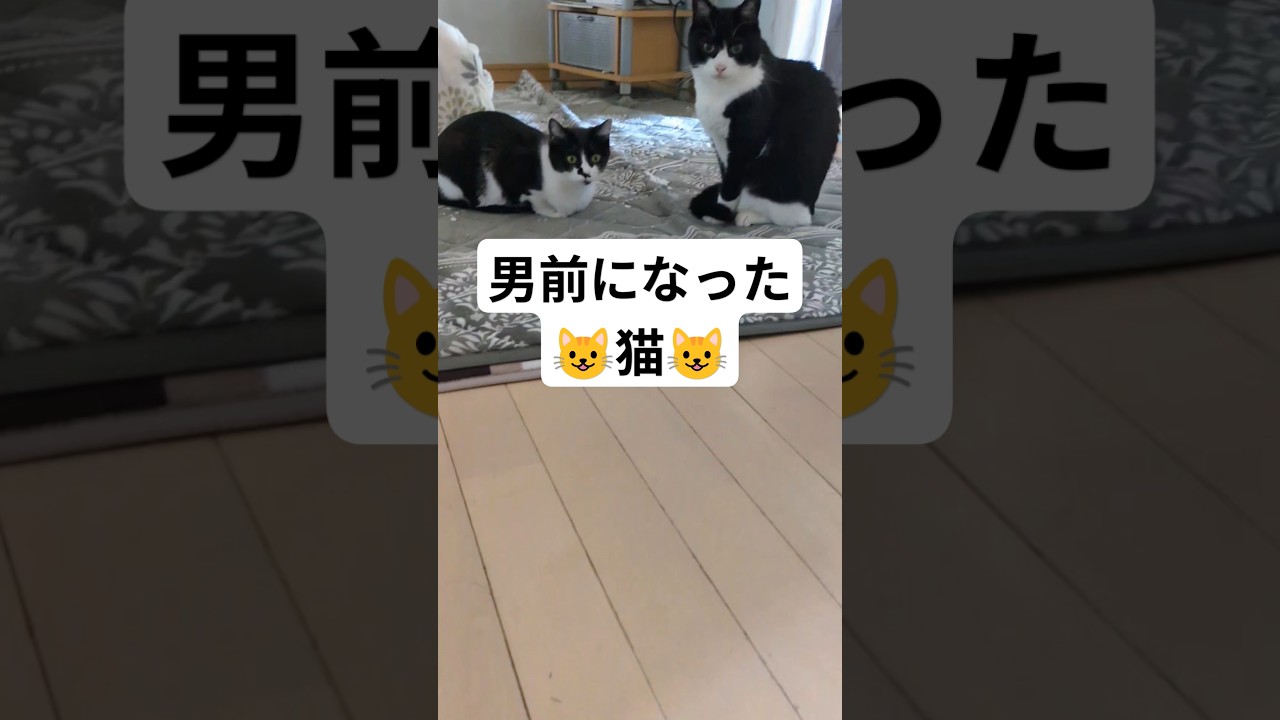 男前になった猫（ヒロシ）