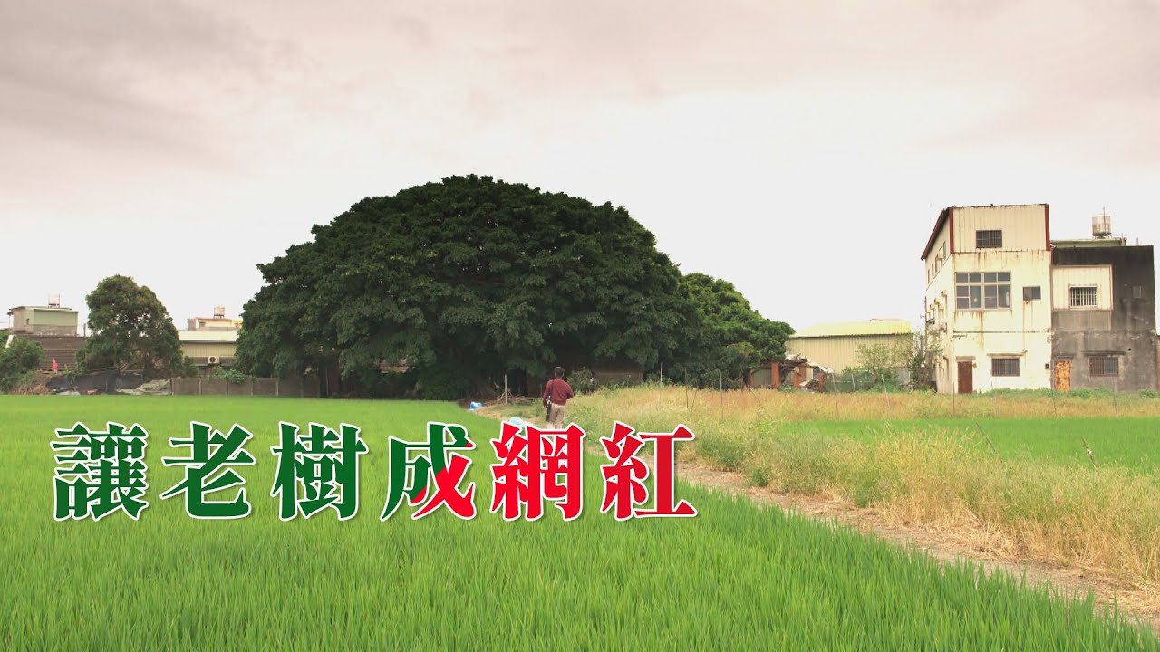 【樹木保護】讓老樹成網紅｜凝聚守護的力量(我們的島 第1056集 2020-05-25)