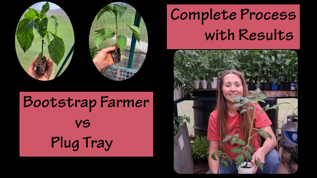 Bootstrap Farmer vs Plug Tray: Complete Process with Results