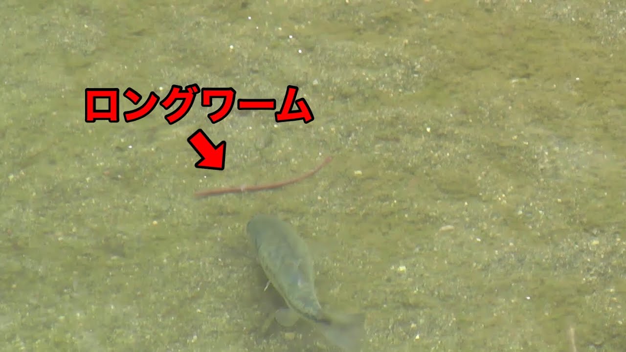 秋のバックウォーターに残る天才デカバスを狙ってみた