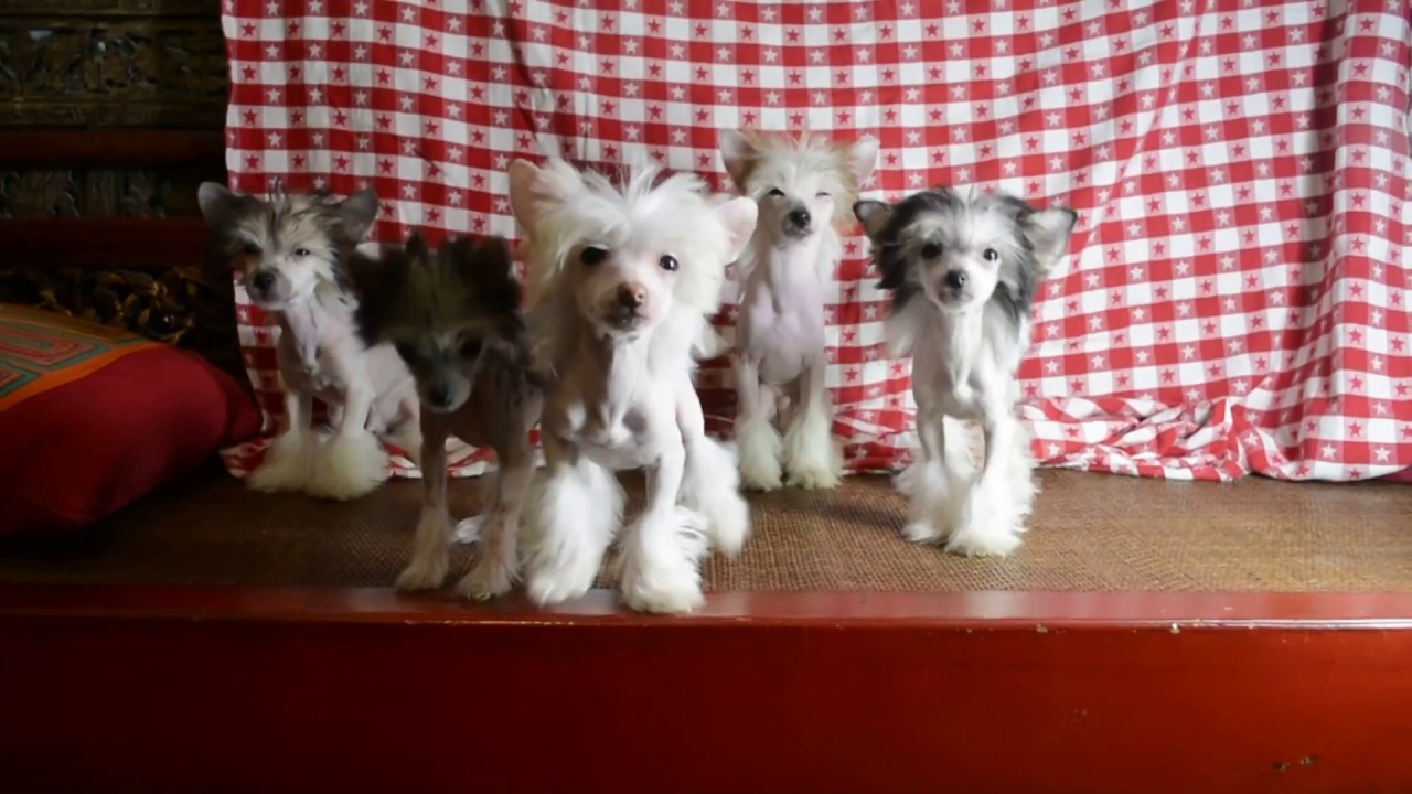 MythicKingdom Chinese Crested puppies showing off their different personalities at 15 weeks