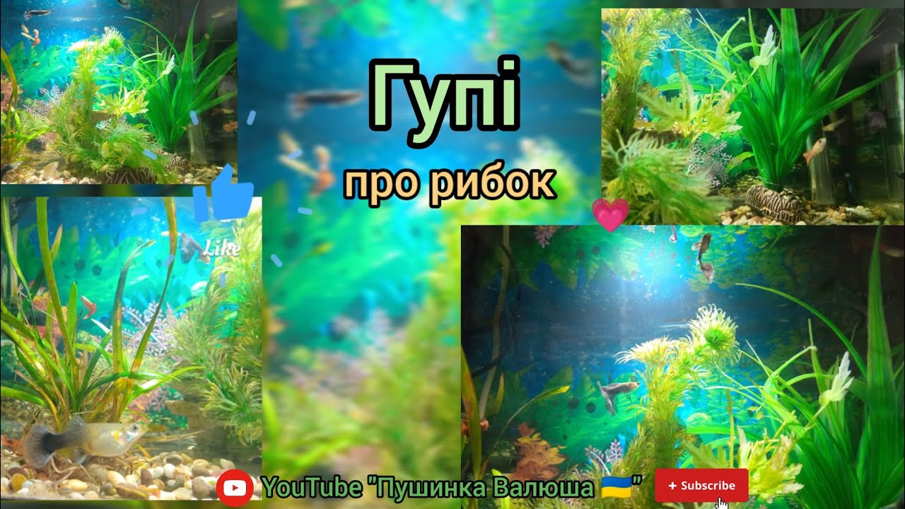 Рибки гупі 🐠 | про рибок | догляд | цікаві факти 👍