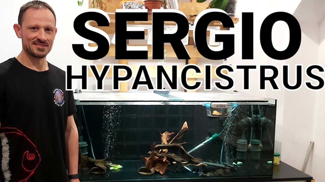 Como es un ACUARIO ESPECIFICO de LORICARIDOS | Sergio