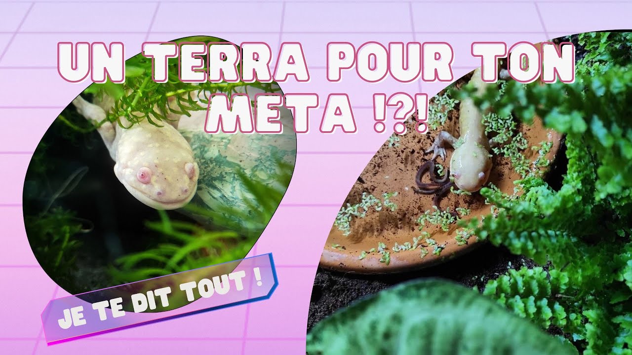 UN TERRA POUR TON META !!! Comment crée un palace META friendly !? Je te dit tout !