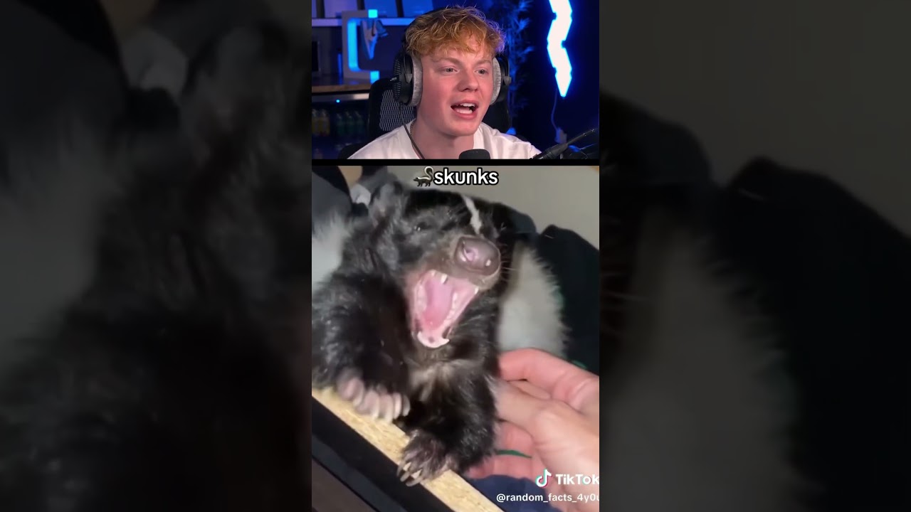 Exotic Animals You Can Actually Own! 😮