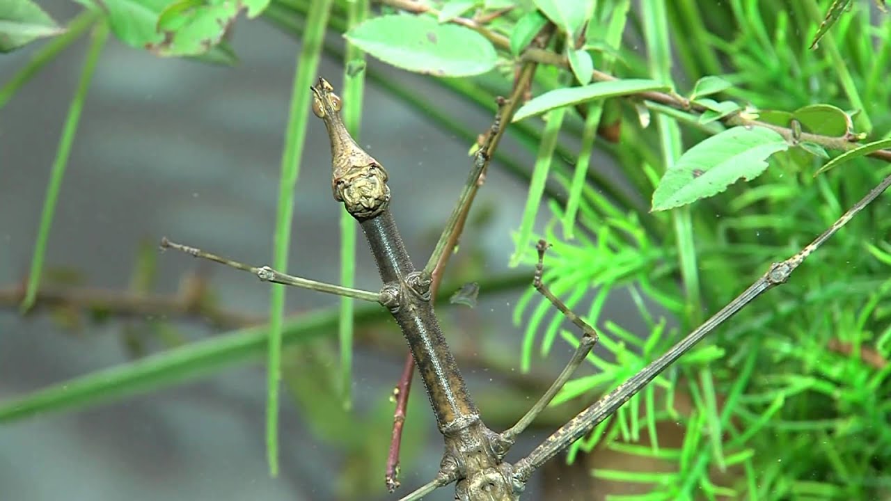 Giant Jumping Stick-Cincinnati Zoo