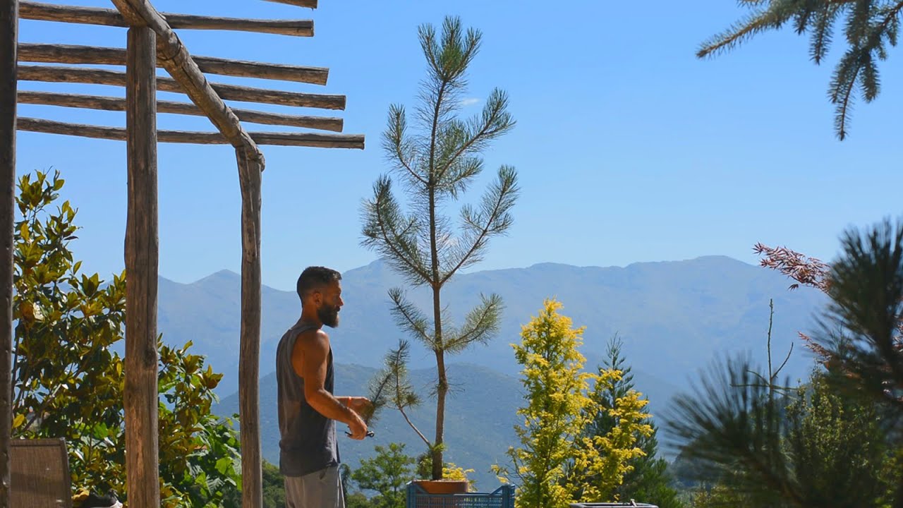 Approach Grafting Results - A New Project - Arkefthos Bonsai