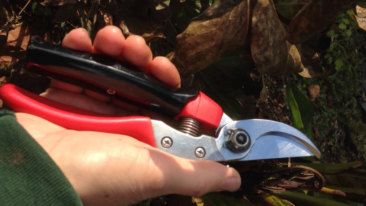 Growtech ARS VS-8R garden clippers demonstration