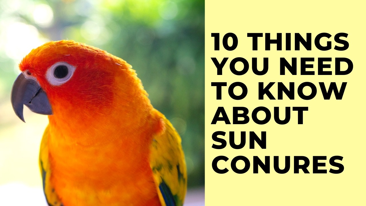 10 вещей, которые вам НУЖНО знать о SUN CONURES