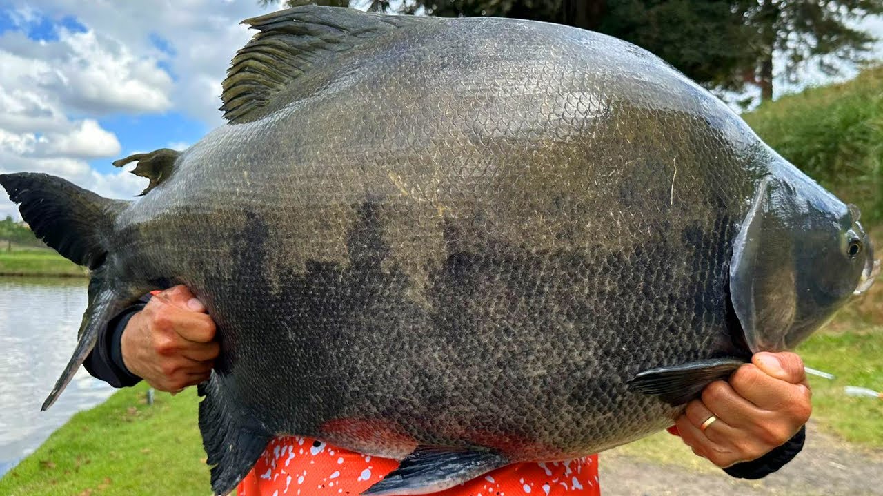 PESCARIA ESPECIAL NO PESQUEIRO DO MARCO