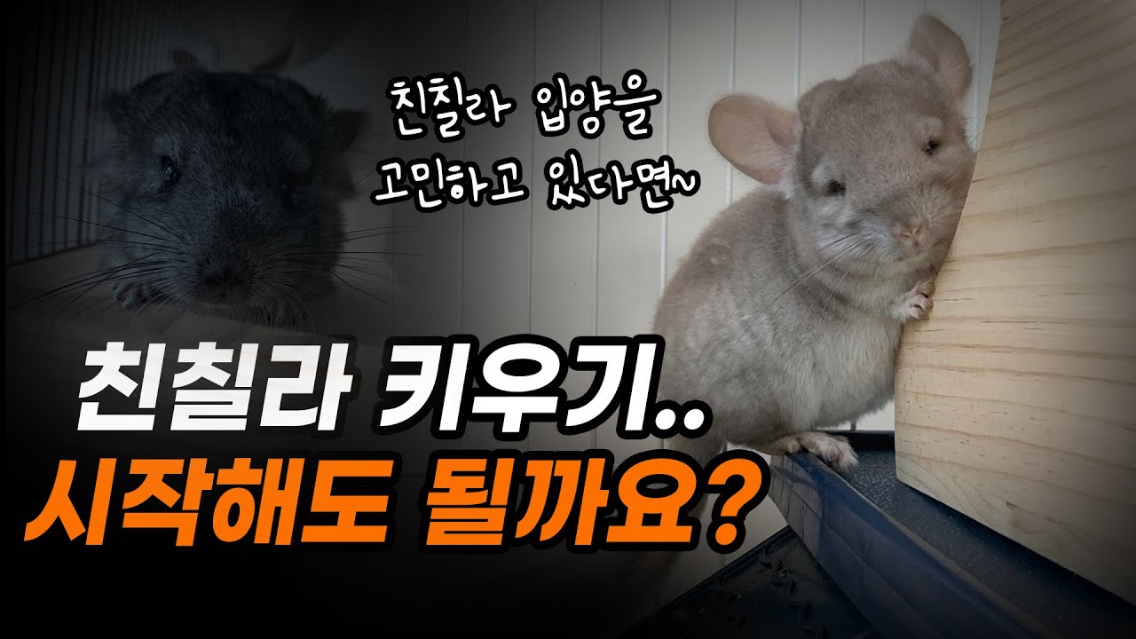 친칠라를 키우고 싶다면 꼭 봐야 할 영상