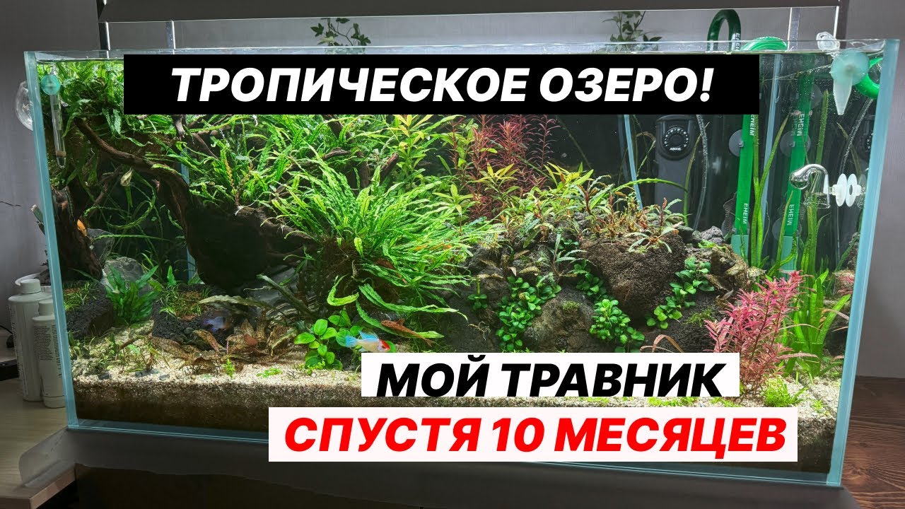  10 месяцев после запуска  180-liter aquarium, 10 months after setup (Major changes)”