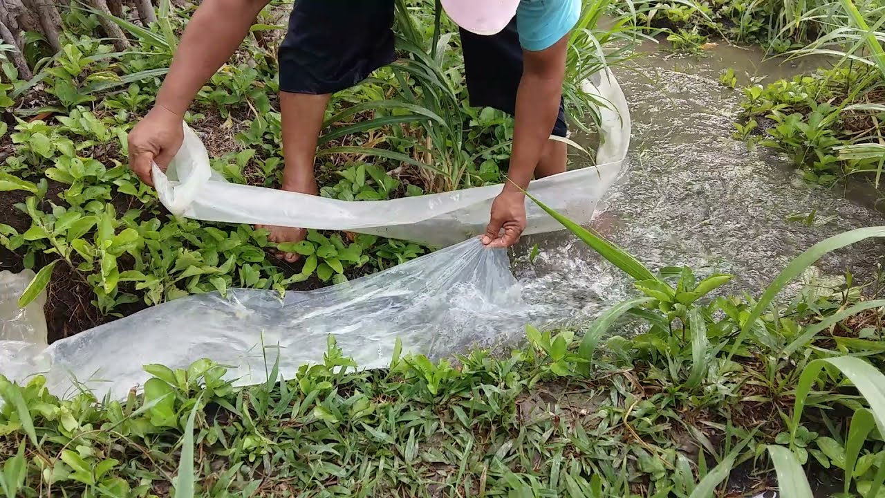 CARA MENYAMBUNG SELANG PLASTIK UNTUK IRIGASI.