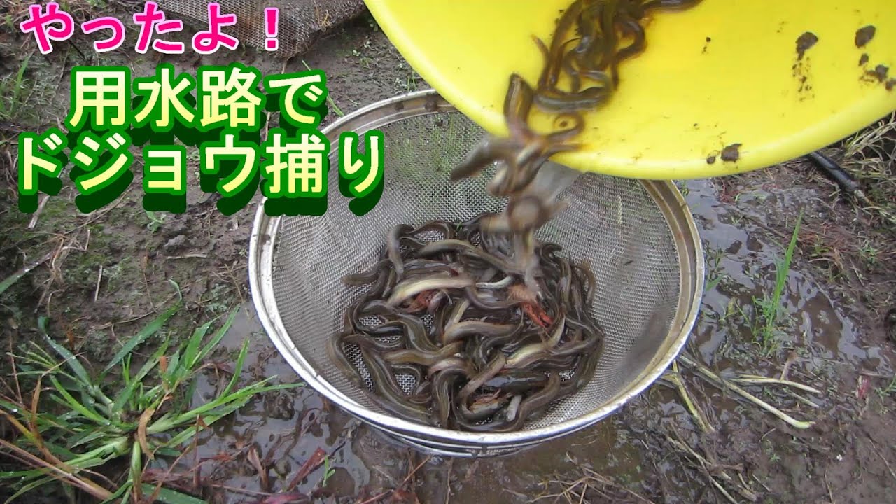 2021用水路でドジョウ捕り①