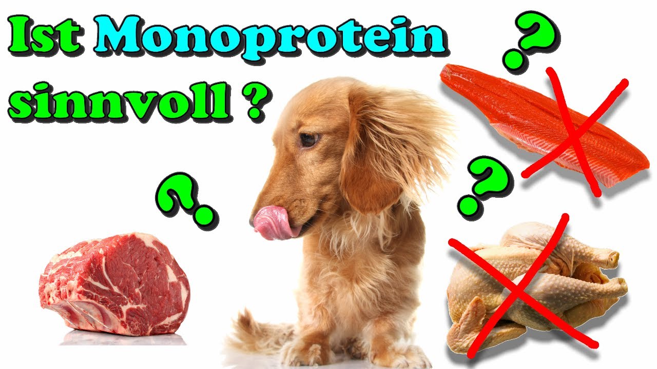 Der Futtertrend: Monoprotein Hundefutter – ist das sinnvoll ? / Brauche ich im Futter Monoprotein? 🤔