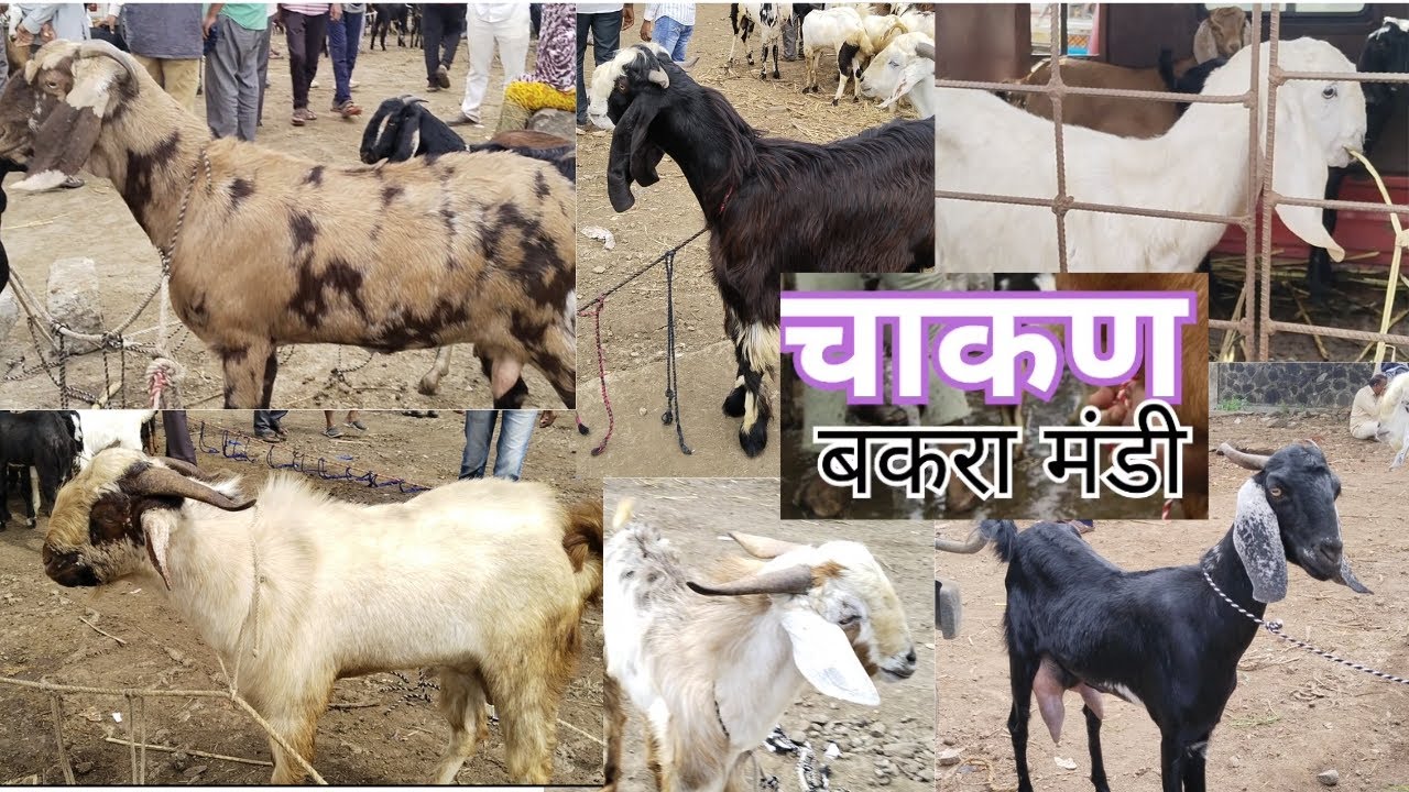 CHAKAN BAKRA MANDI चाकण बकरी बाजार 12 AUGUST UPDATE #CHAKAN #PUNE #GOATS #MARKET #SALIVESTOCK #agro