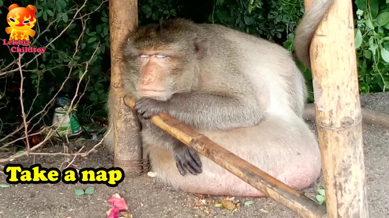 Fat monkey to take a nap in the afternoon