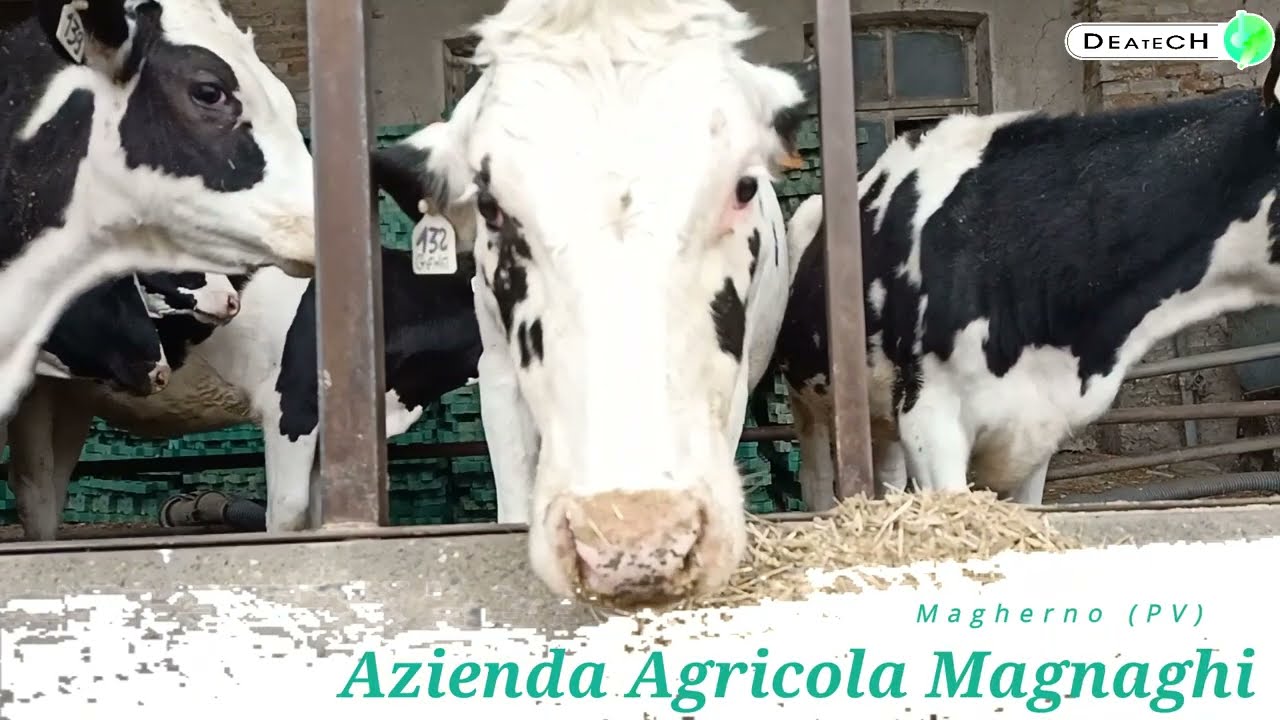 🐄 AZ. AGR. MAGNAGHI: I RISULTATI OTTENUTI CON LA SOLUZIONE SVEZZAMENTO VITELLI 🐄