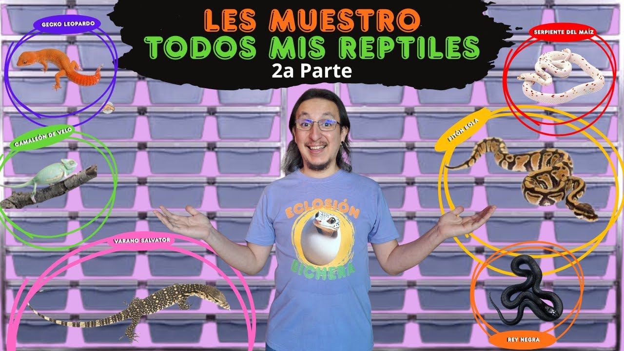 Les muestro TODOS MIS REPTILES 🦎🐍😁 2a Parte.