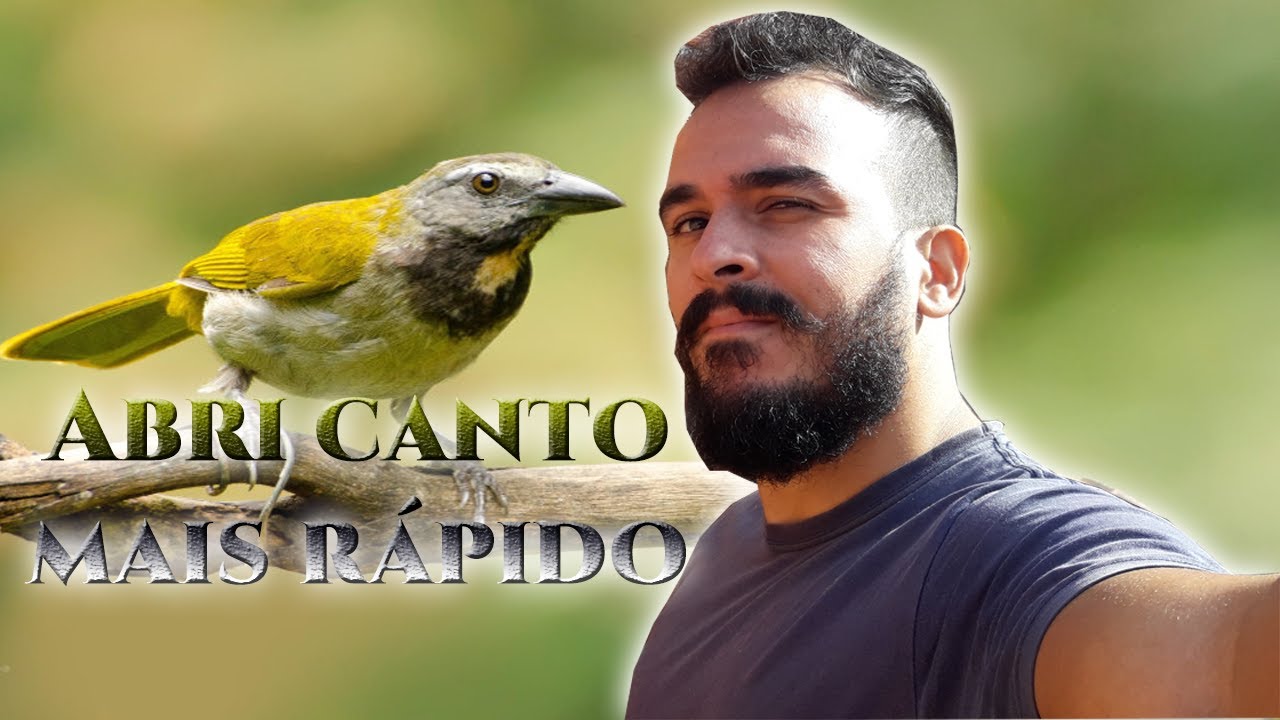 como foguear o tempera viola *Saltator maximus*