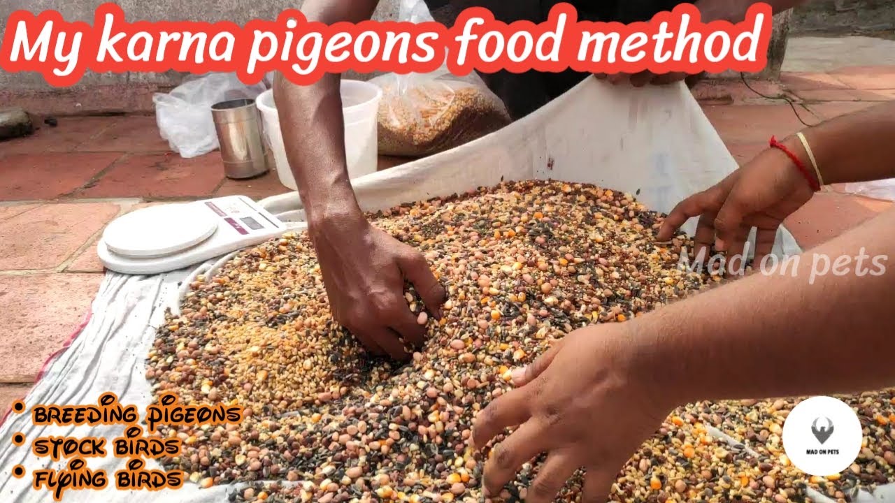 Best pigeon seed mix for roller pigeons | tamil | mad on pets