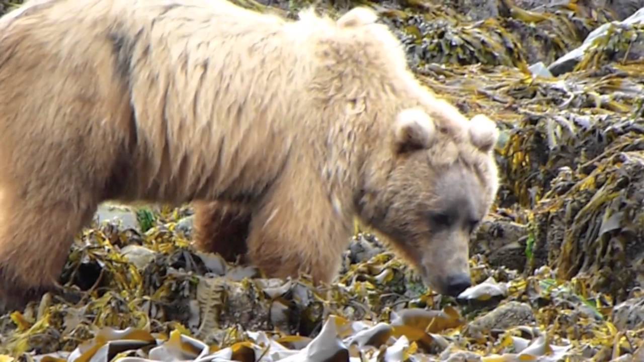 Sea Kayaking from Kodiak to Homer, Alaska