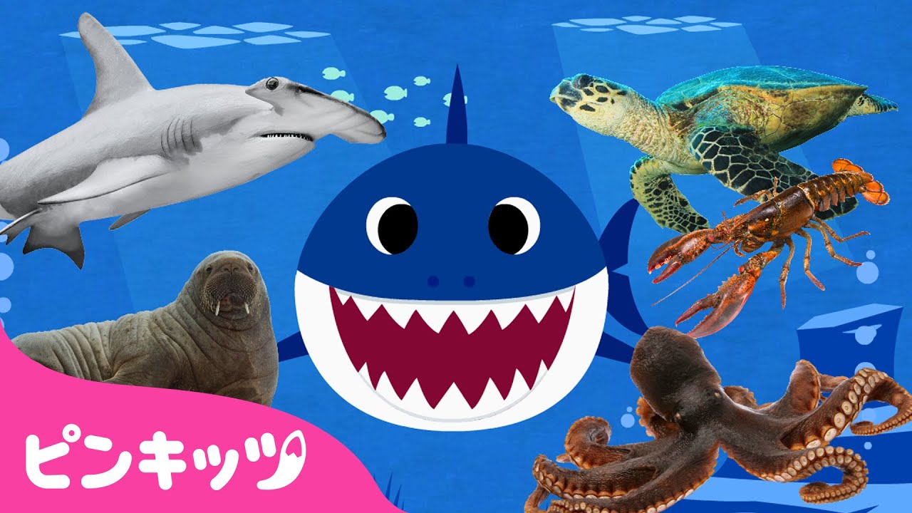 サメのかぞく🦈と海のどうぶつ🐙 | うみのいきもの | 赤ちゃんが喜ぶ歌 | ピンキッツ! Pinkfong - 童謡と子どもの動画