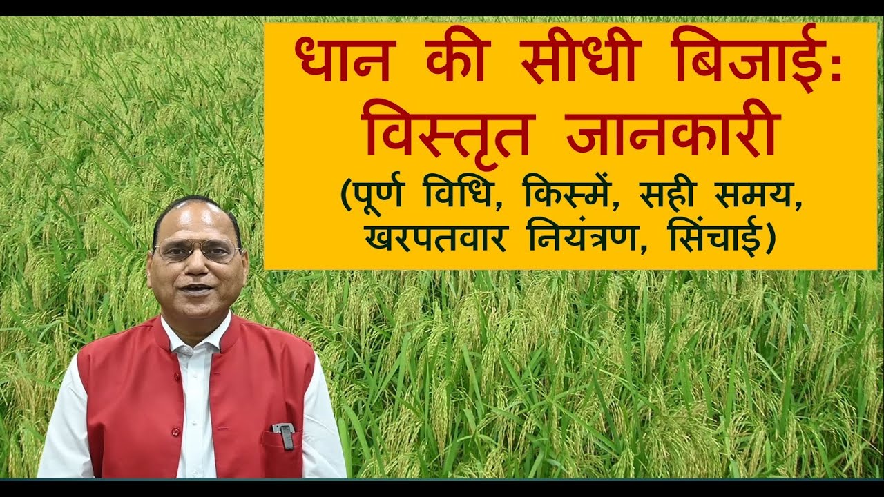 धान की सीधी बिजाई: विस्तृत जानकारी (पूर्ण विधि, किस्म, सही समय, खरपतवार नियंत्रण, सिंचाई)