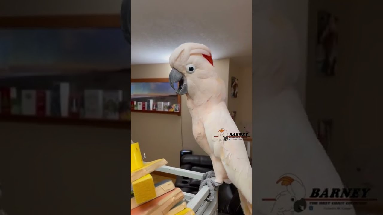 Sound on for Laughing Barney! He’s so funny!!! 🧡🧡🧡