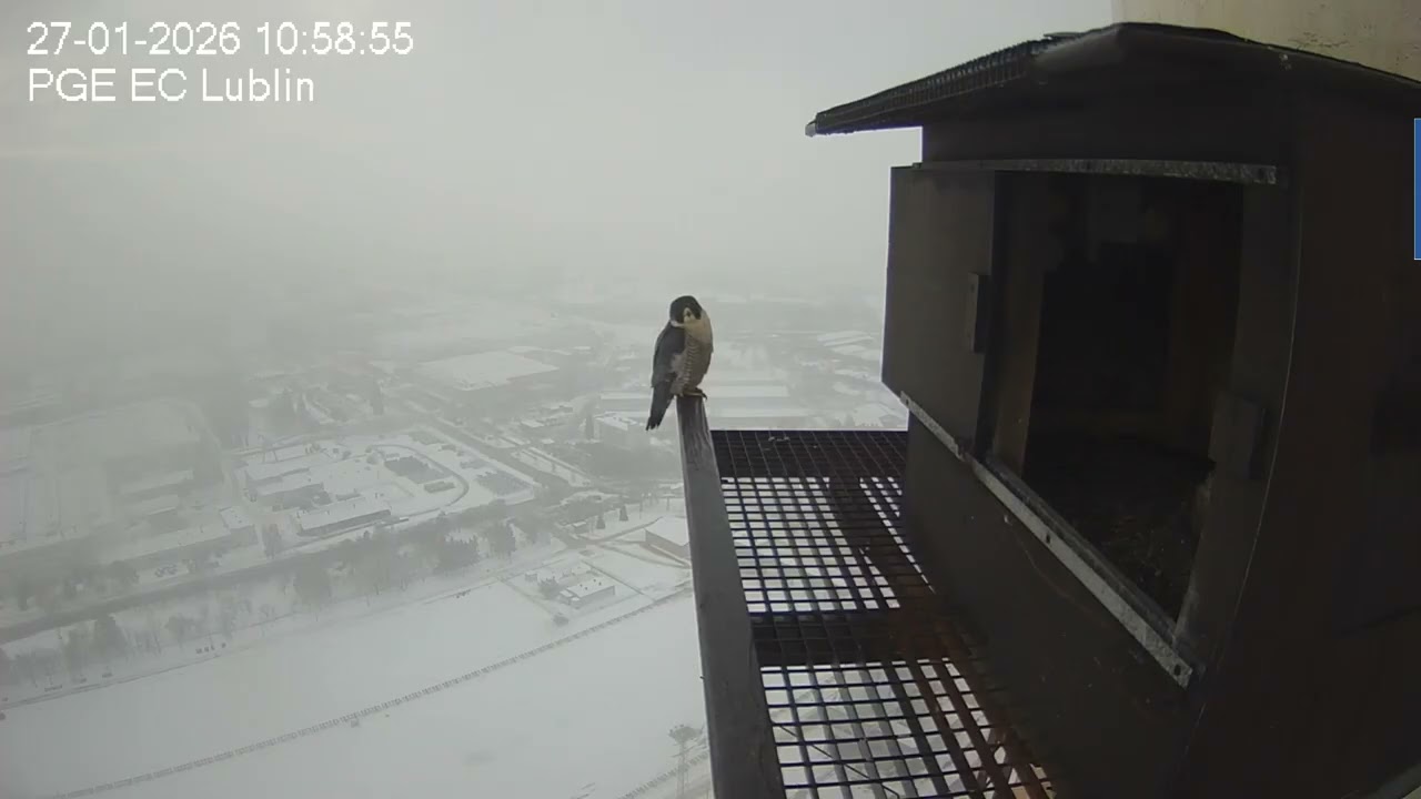 27 01 26 Czajnik i Ziuta: spotkanie przy budce