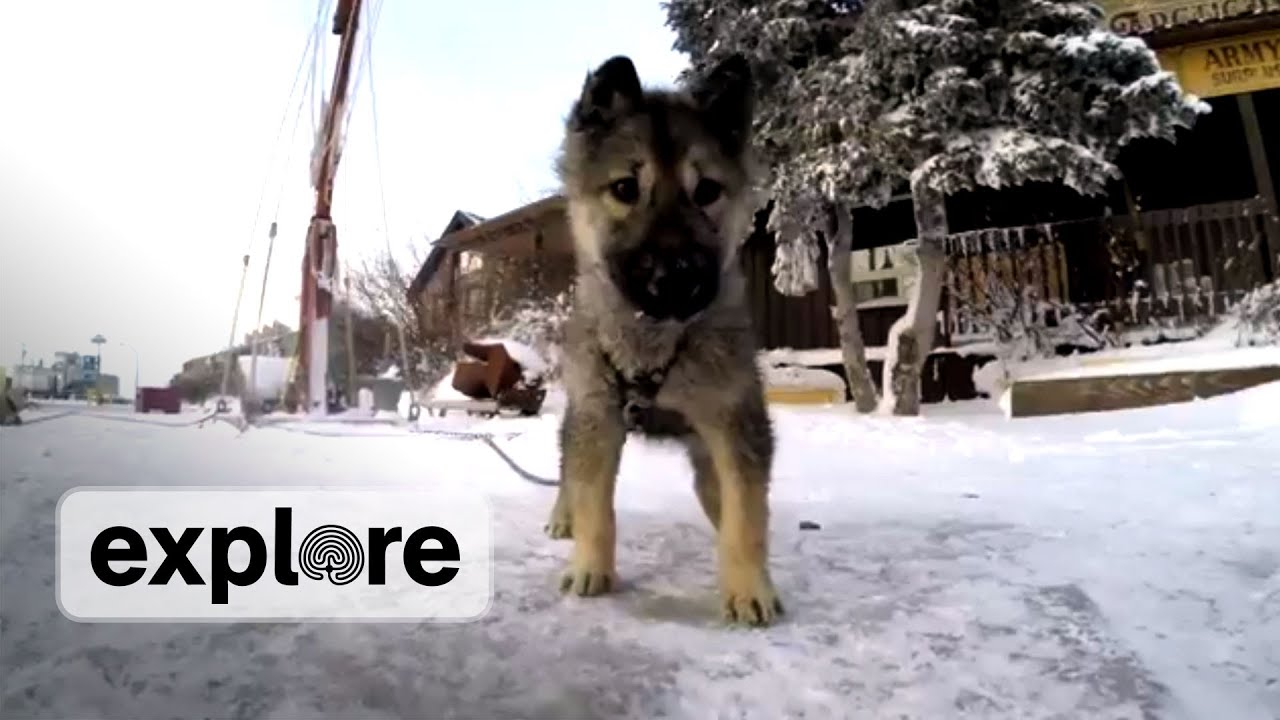 Sled dog puppy! Need we say more?