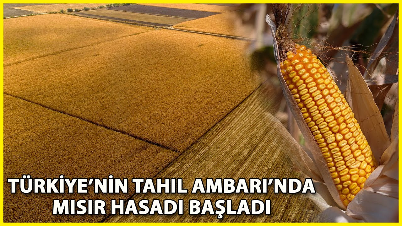 Türkiye’nin Mısır Rekoltesinin Yüzde 40’ı, Konya Ovası’ndan
