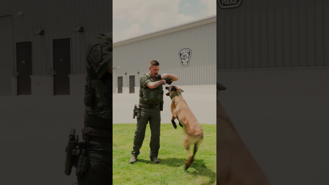 Mansfield Snap | Meet K9 Jax