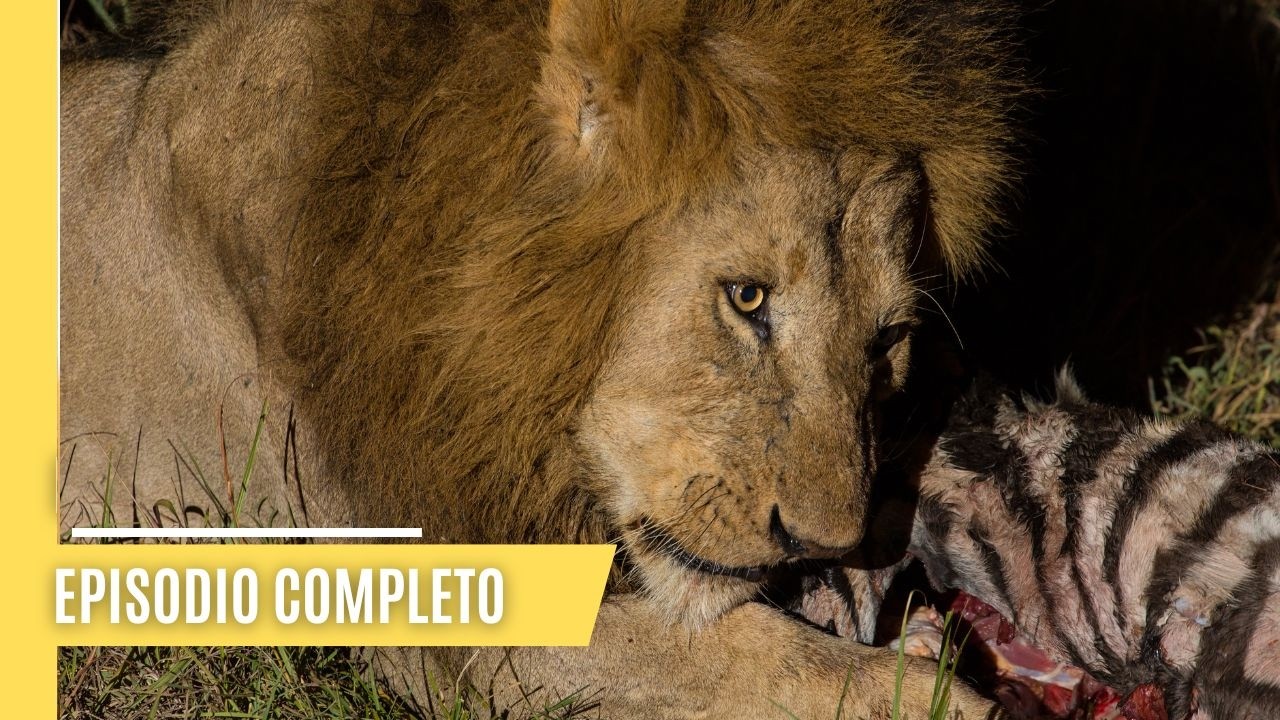 C&oacute;mo cazan en la oscuridad los depredadores de &Aacute;frica | Episodio Completo