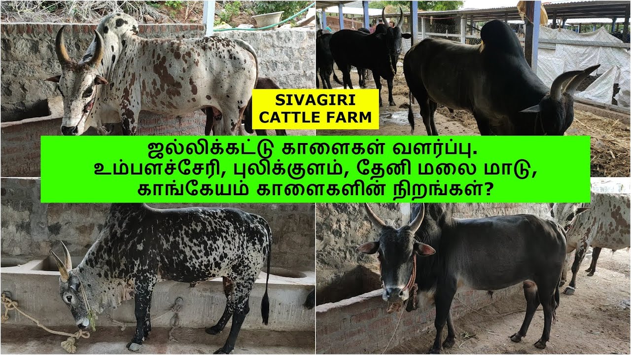 ஜல்லிக்கட்டு காளைகள் வளர்ப்பு. உம்பளச்சேரி, புலிக்குளம், தேனி மலை மாடு,காங்கேயம் காளைகளின் நிறங்கள்?