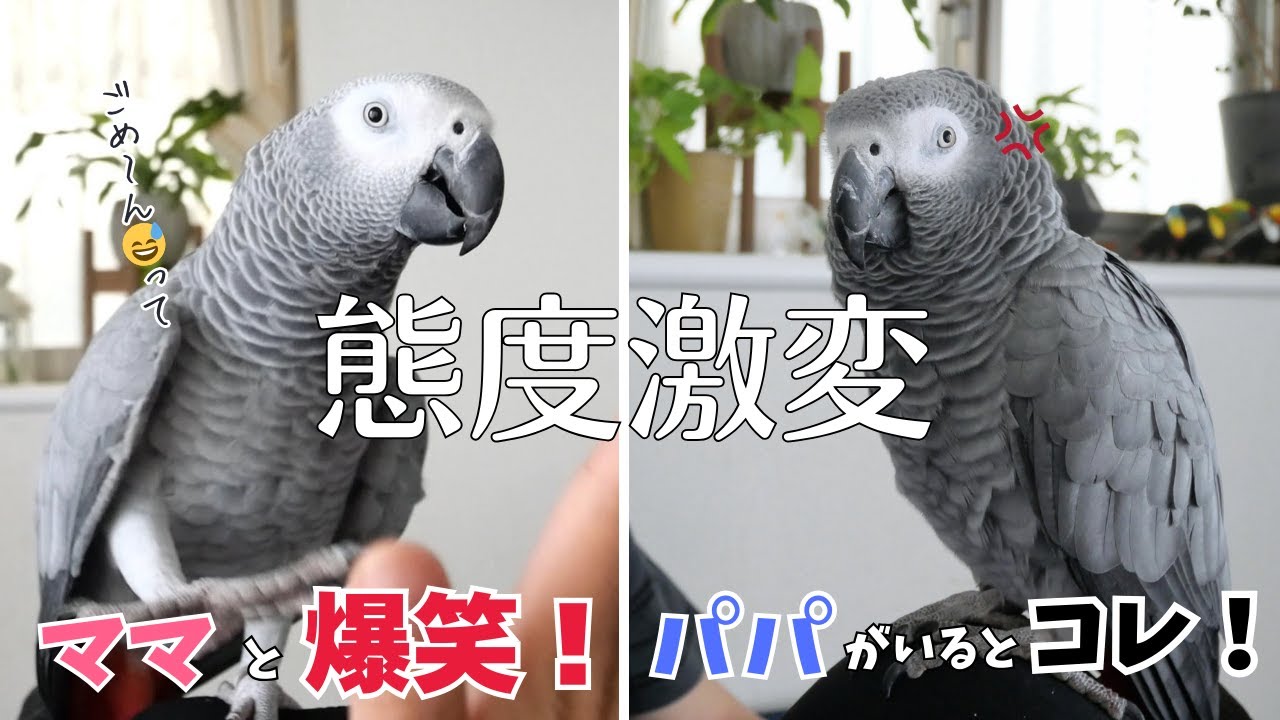 【態度激変】ママとは爆笑お喋り→パパがいるとコレ😂警戒MAXのヨウム