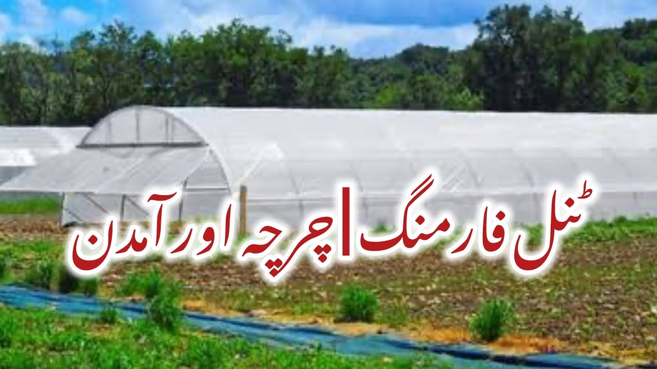 Tunnel Farming Pakistan | Income & Expense