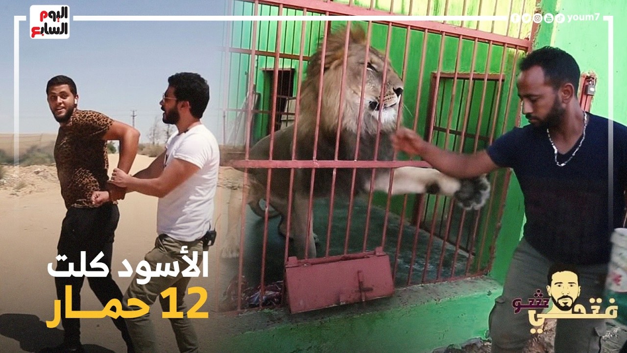 لحظة التهام ١٠ أسود ونمور جياع ٣ حمير.. هجموا على الحارس والمذيع جرى من صوتهم