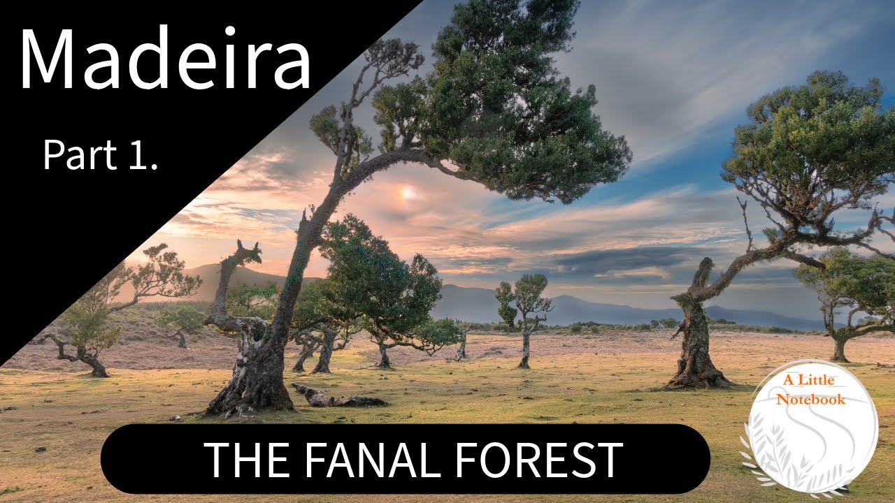 MADEIIRA 1 - My first day in the Ancient Fanal Forest