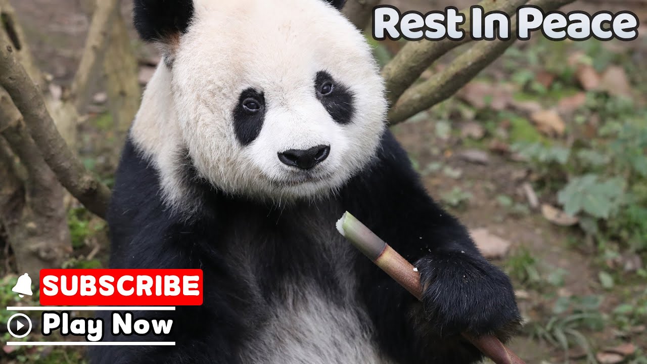 【Panda News】Beloved Giant Panda Gao Gao Has Passed Away | iPanda