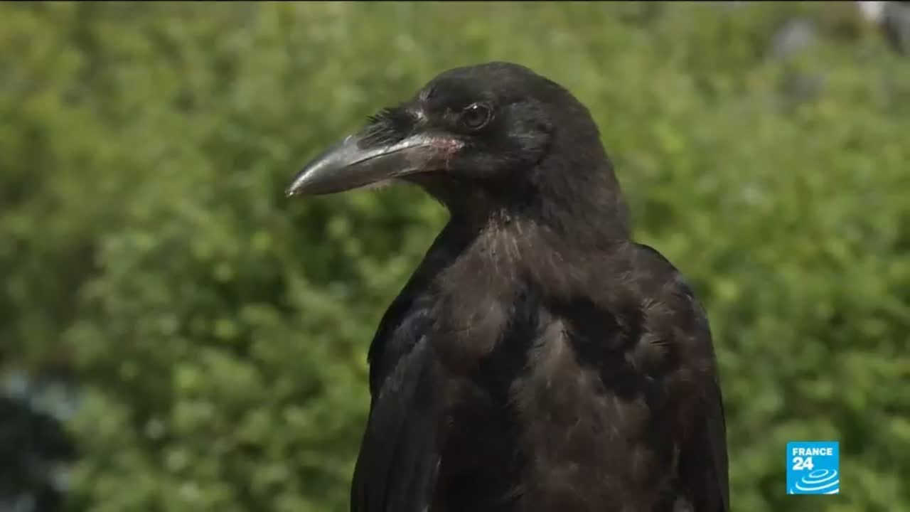 The crows trained to clean up cigarette butts
