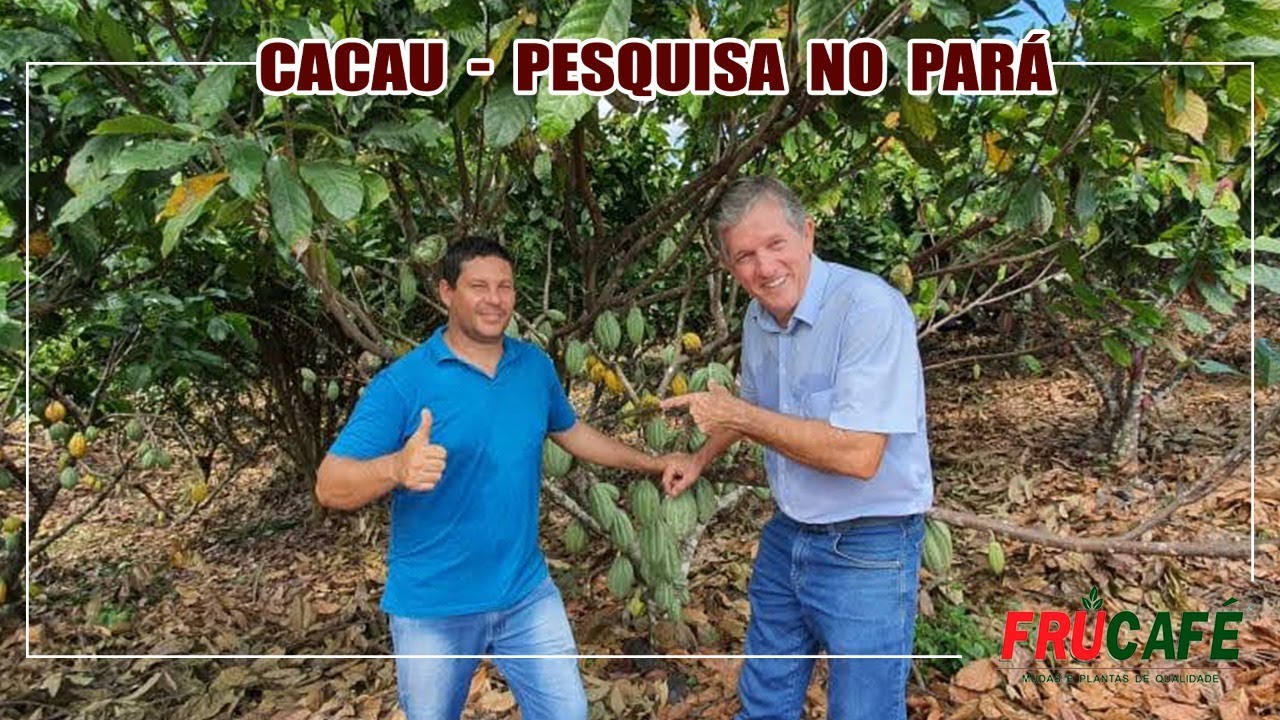 Veja Números Inéditos de Pesquisas com Cacau do Produtor Gilmar, em Uruará-PA