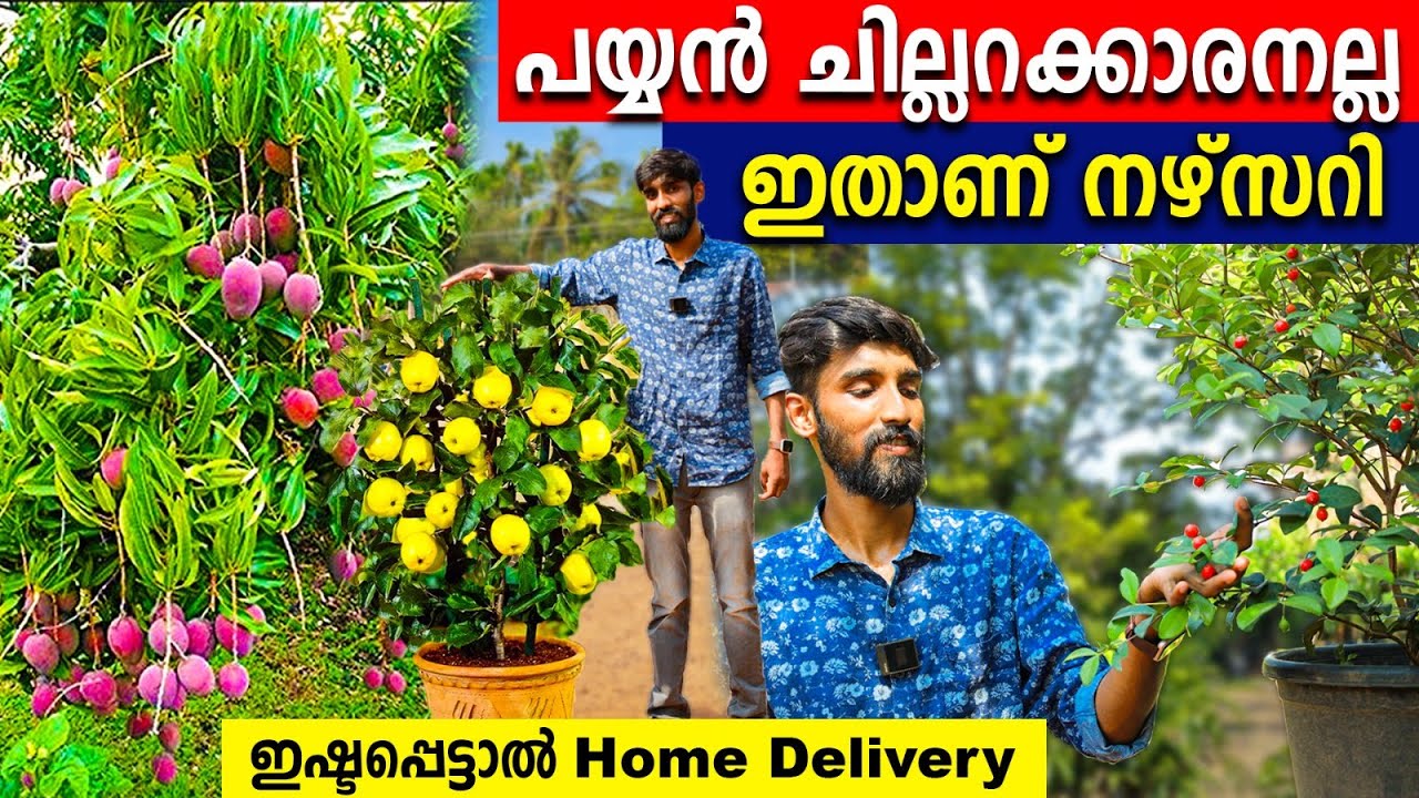 പയ്യൻ ചില്ലറക്കാരനല്ല | കൊതിപ്പിക്കുന്ന നഴ്സറി |ഇഷ്ടപ്പെട്ടാല്‍ home delivery |Ananthakkattu nursery