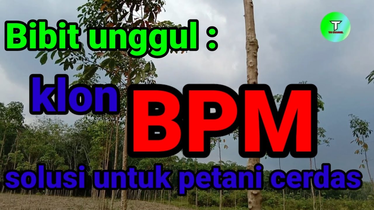 Bibit karet unggul terbaik